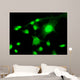 Fluorescent Cells Biology and