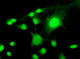 Fluorescent Cells Biology and