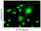 Fluorescent Cells Biology and
