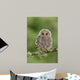 Juvenile Ural Owl