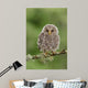 Juvenile Ural Owl