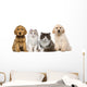 Group of pets: kitten and puppy on a raw Wall Decal