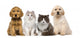 Group of pets: kitten and puppy on a raw Wall Decal