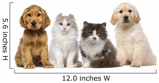 Group of pets: kitten and puppy on a raw Wall Decal