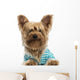 Happy Yorkshire Terrier Wearing