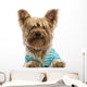 Happy Yorkshire Terrier Wearing