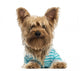 Happy Yorkshire Terrier Wearing