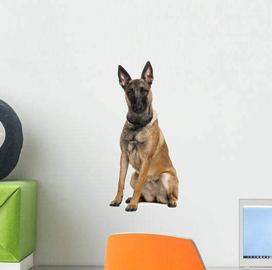 Belgian Shepherd Dog Wall Decal
