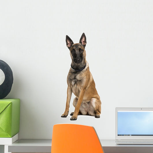 Belgian Shepherd Dog Wall Decal