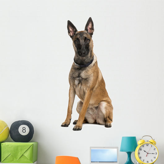 Belgian Shepherd Dog Wall Decal