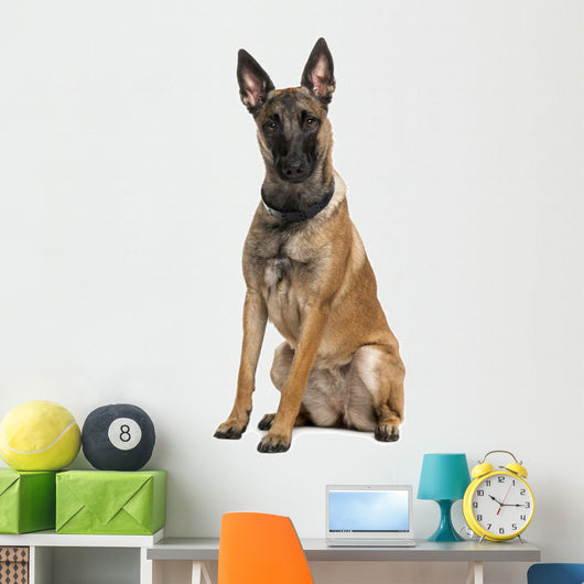Belgian Shepherd Dog Wall Decal
