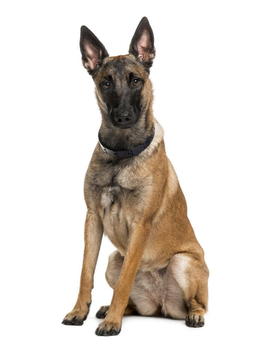 Belgian Shepherd Dog Wall Decal