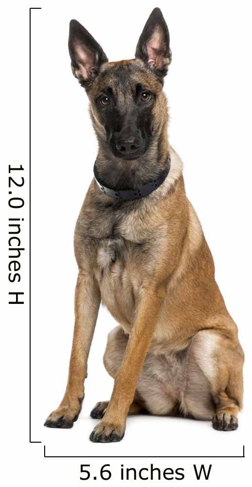 Belgian Shepherd Dog Wall Decal