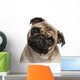 Headshot Pug 9 Months