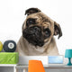 Headshot Pug 9 Months
