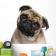 Headshot Pug 9 Months