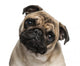 Headshot Pug 9 Months