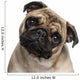 Headshot Pug 9 Months