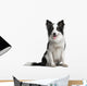 Border Collie 18 Months