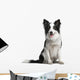 Border Collie 18 Months