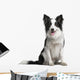Border Collie 18 Months