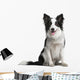 Border Collie 18 Months