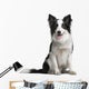 Border Collie 18 Months