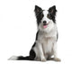 Border Collie 18 Months