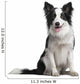 Border Collie 18 Months