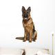 German Shepherd Dog (18 Months Old) Wall Decal