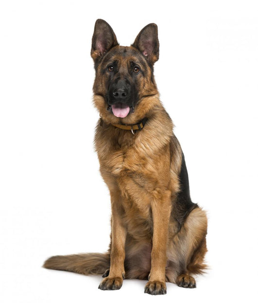 German Shepherd Dog (18 Months Old) Wall Decal