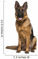 German Shepherd Dog (18 Months Old) Wall Decal