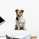 Jack Russell Terrier (3  Years Old) Wall Decal