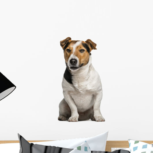 Jack Russell Terrier (3  Years Old) Wall Decal