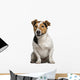 Jack Russell Terrier (3  Years Old) Wall Decal