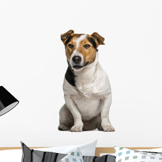 Jack Russell Terrier (3  Years Old) Wall Decal