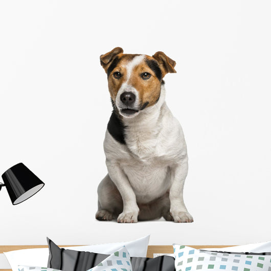 Jack Russell Terrier (3  Years Old) Wall Decal