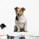 Jack Russell Terrier (3  Years Old) Wall Decal