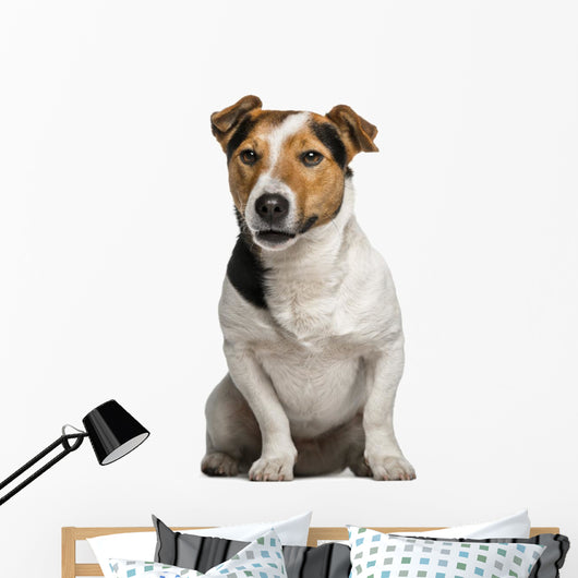 Jack Russell Terrier (3  Years Old) Wall Decal