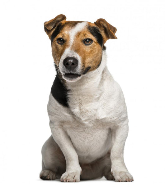 Jack Russell Terrier (3  Years Old) Wall Decal