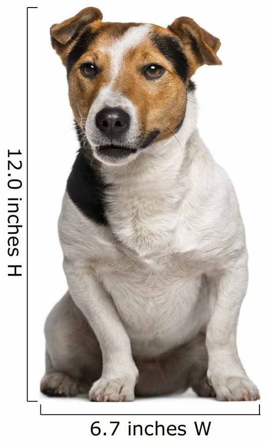 Jack Russell Terrier (3  Years Old) Wall Decal