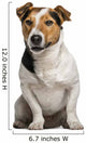 Jack Russell Terrier (3  Years Old) Wall Decal