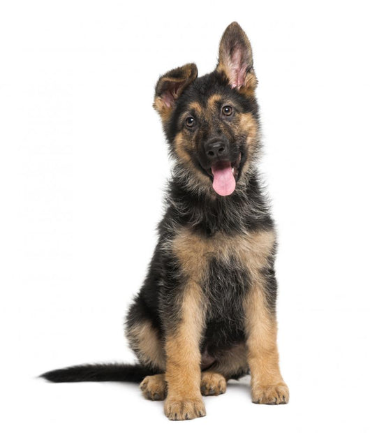 German Shepherd Dog puppy Wall Decal