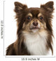 Headshot Chihuahua