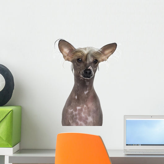 Hairless Chinese Crested Dog Wall Decal
