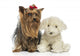 Yorkshire Terrier to Teddy