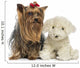 Yorkshire Terrier to Teddy