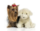 Yorkshire Terrier to Teddy