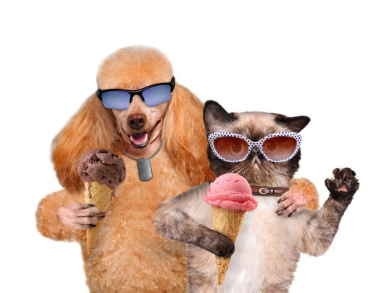 Dog with Cat Eat