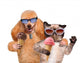 Dog with Cat Eat